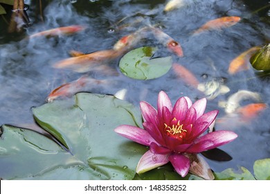 Pink Water Lily Flower Blooming in Pond with Koi Swimming with Abstract Clouds Reflection in Water