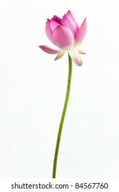 Pink water lily flower (lotus) and white background. The lotus flower (water lily) is national flower for India. Lotus flower is a important symbol in Asian culture.