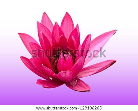 ️ Why lotus is national flower of india. The National Flower of India ...