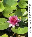 Pink water lily flower and lily pads