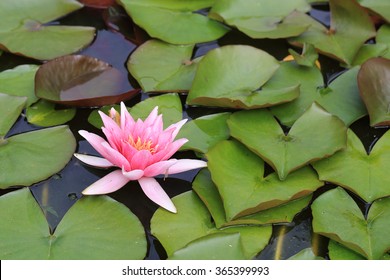 Pink Water Lily Flower With Lily Pads In A Pond, Morrab Gardens, Penzance, Cornwall, England, UK.