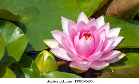 pink water lily with green leaves, Tata educational trail
