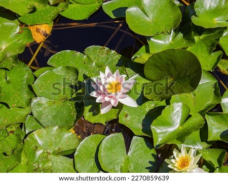Pink water lily with green leaves. Pink water lilies or Marliacea Rosea lotus flowers in garden pond.