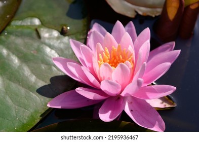 Pink Water Lily Growing In The Pond Close Up