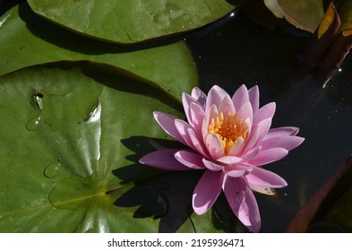 Pink Water Lily Growing In The Pond Close Up