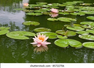 Pink Water Lily And Leaf In Pond