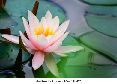 Pink water lily or lotus flower Marliacea Rosea in garden pond. Close-up of Nymphaea on blurry green pond water. Flower landscape for nature wallpaper with copy space. Selective focus  - Powered by Shutterstock