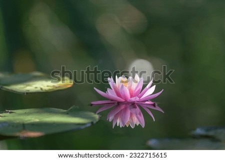 pink water lily or lotus flower reflecting on water, soft focus, shallow depth of field