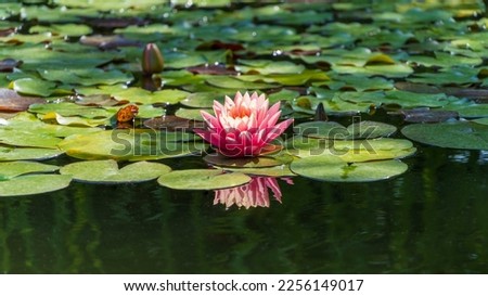 Pink water lily or Marliacea Rosea lotus flower in garden pond. Close-up of nymphaeum against blurred background of aquatic plants. Selective focus. Floral landscape for nature wallpaper.