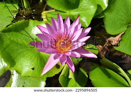 Pink Water Lily (Nymphaea), Saint Vincent Botanical Gardens, Kingstown, Saint Vincent and the Grenadines, Lesser Antilles, Caribbean.Collosea water lily pink  with feeding bee. 

