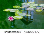 Pink water lily on lilypads reflected in lake water. Waterlily in garden pond in summer park. Lotus flower and leaves. Beautiful nature plant and botanical background.