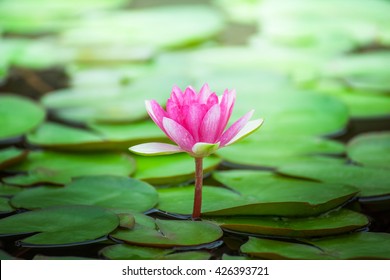 Pink water lily on lilypads in a pond