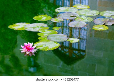 Pink water lily on lilypads reflected in lake water. Waterlily in garden pond in summer park. Lotus flower and leaves. Beautiful nature plant and botanical background.