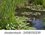 Pink water lily on the surface of the pond. Nature background.