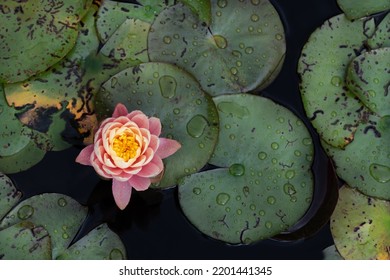 A Pink Water Lily Photographed From Above. The Flower Floats Between Petals And Dark Water In A Pond.