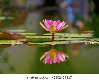 Pink water lily in a pond reflected in water. Lotus blossom in botanical garden, Santa Cruz de Tenerife. Nymphaea Pygmaea Attraction Paul Heriot side view. - Powered by Shutterstock