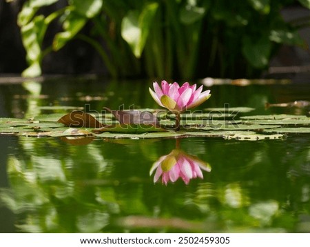 Foto Bild Die Santa-Cruz-Seerose, die auf Lateinisch Victoria cruziana heißt, steht in einer Reihe auf einem Teich im botanischen Garten. Sie sind von verschiedenen tropischen Pflanzen umgeben. Sie werden in einem Gewächshaus kultiviert.