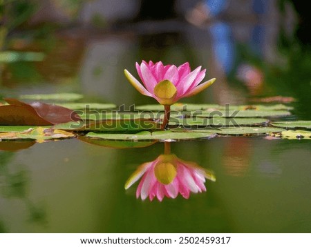 Similar – Foto Bild Die Santa-Cruz-Seerose, die auf Lateinisch Victoria cruziana heißt, steht in einer Reihe auf einem Teich im botanischen Garten. Sie sind von verschiedenen tropischen Pflanzen umgeben. Sie werden in einem Gewächshaus kultiviert.