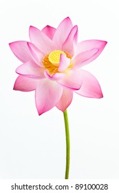 Pink water louts (water lily, sacred lotus) is in full blooming at the white background. The lotus flower is a important symbol in Asian culture.