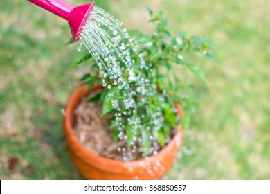 Pink Watering Can Watering Pot Plant Focusing On Spout