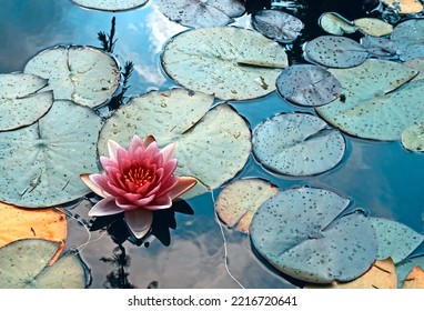 Pink waterlily flower floating  in a dark pond. The water is dark blue and reflects the clouds in the sky