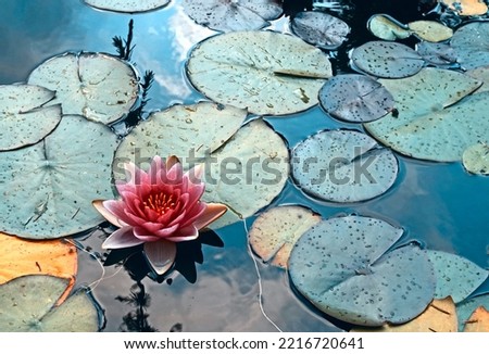 Pink waterlily flower floating  in a dark pond. The water is dark blue and reflects the clouds in the sky