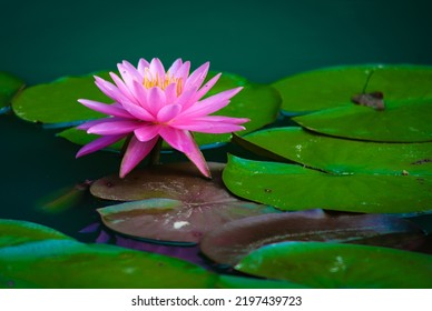 Pink Waterlily Flower On Pond.