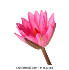 pink waterlily or lotus flower isolate on white background.