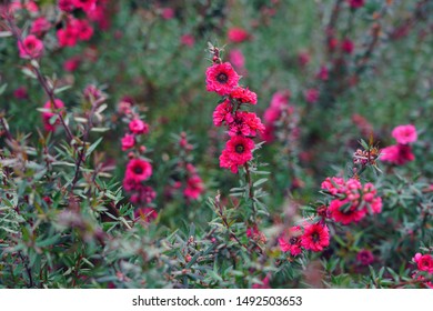 Pink Waxflowers (Chamelaucium) Growing On A Shrub