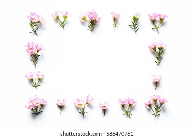 Pink Waxflowers Frame On White Background.