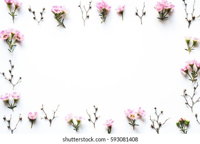 Pink Waxflowers Frame On White Background.