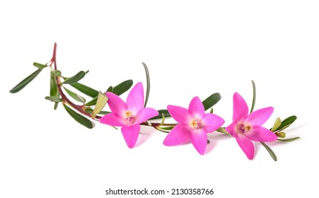 Pink Waxflowers Isolated On White Background