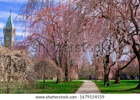 Pink weeping cherry blossom in spring on campus of Bryn Mawr College