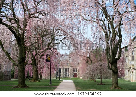 Pink weeping cherry blossom in spring on campus of Bryn Mawr College