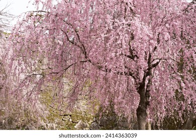 The pink weeping cherry blossoms are blooming beautifully.