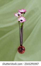Pink and white African Daisy floral display in a translucent decorative orange glass vase close up isolated on a light green coloured background. Wall art and decoration image.