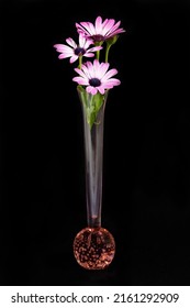 Pink and white African Daisy floral display in a translucent decorative glass vase close up isolated on a black coloured background. Wall art and decoration image.