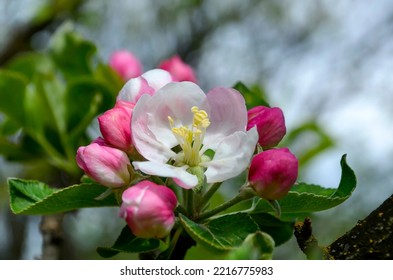 Pink And White Apple Blossom Close Up