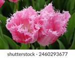 Pink and white bi colour fringed Tulip, tulipa ‘Huis Ten Bosch’ in flower. 