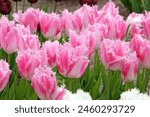 Pink and white bi colour fringed Tulip, tulipa ‘Huis Ten Bosch’ in flower. 