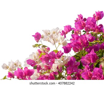 Pokok Bunga Kertas Images Stock Photos Vectors Shutterstock