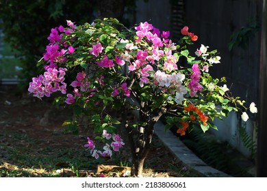 3,147 Wallpaper design bougainvillea Images, Stock Photos & Vectors