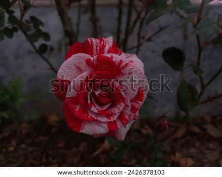 pink and white candy rose 