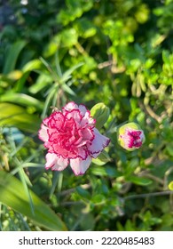 Pink And White Carnation Flower With Fly Closeup