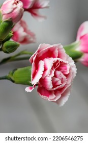 Pink and white carnation flowers. - Shutterstock ID 2206546275