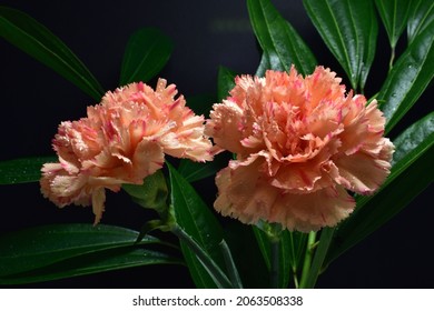 Pink And White Carnation Flowers With Dark Background.