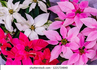 Plantes Noel Stock Photos Images Photography Shutterstock