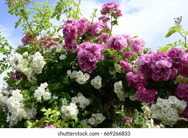 Pink And White Climbing Roses On Pergola, Yorkshire, UK, June