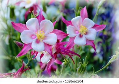 pink and white columbine flowers