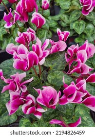 Pink And White Cyclamen Flower